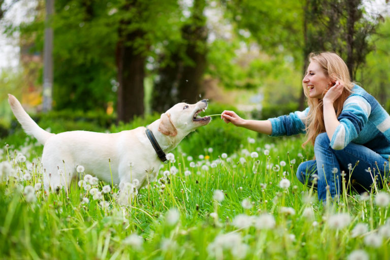 <strong>Både moro og ansvar:</strong> En hundeeier nyter kvalitetstid med sin firbente venn, en påminnelse om gledene – og forpliktelsene – som følger med hundehold.