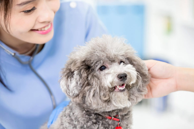 Snakker du veterinærsk?